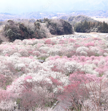 いなべ市について